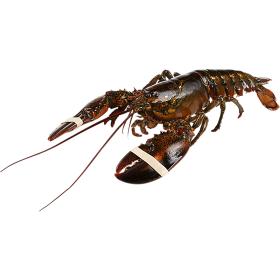 null Live Lobster, 2lbs or More $63.91/1kg $29.00/1lb