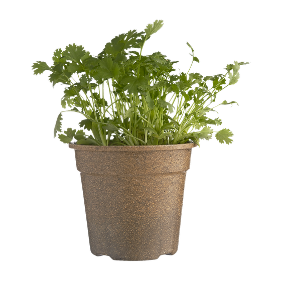 null Organic Coriander Potted 1 ea, $5.00/1ea