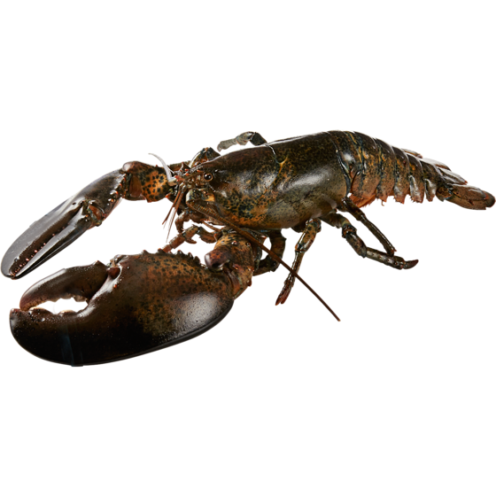 null Live Colossal Lobster 4lb + $41.86/1kg $18.99/1lb