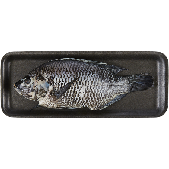null Fresh Whole Red Tilapia $24.23/1kg $10.99/1lb