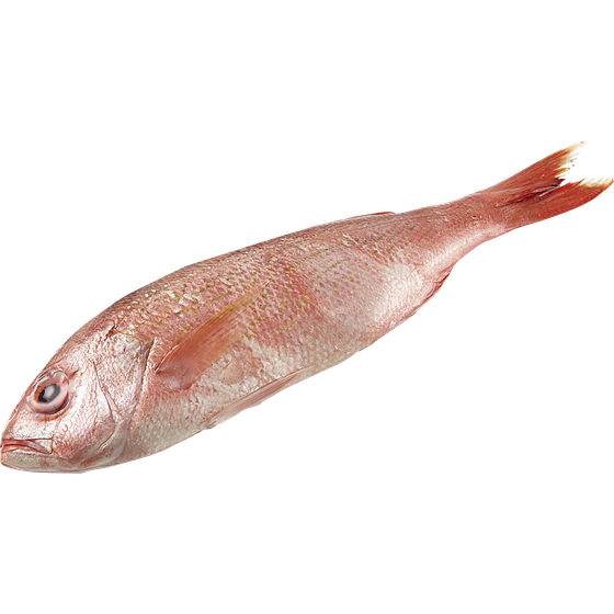 null Vivaneau entier frais 33,05 $/1kg 15,00 $/1lb