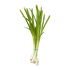 Green Onion