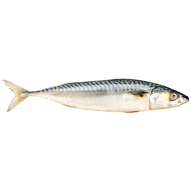 null Maquereau frais de l’Atlantique 15,41 $/1kg 6,99 $/1lb