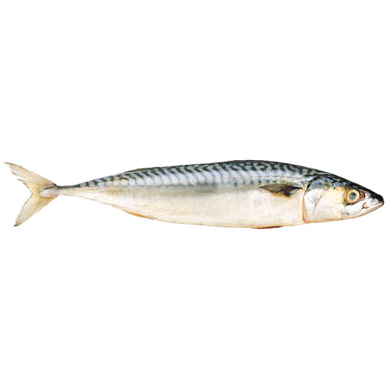 null Maquereau frais de l’Atlantique 17,61 $/1kg 7,99 $/1lb