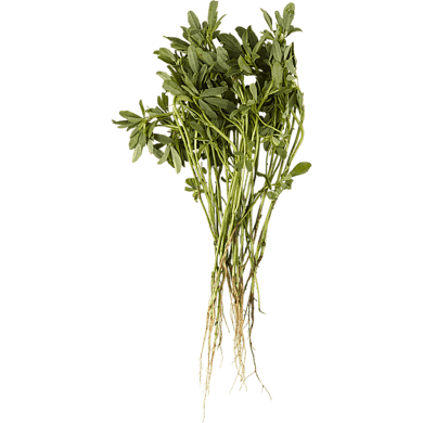 null Fenugrec bouqet 1 ea, 2,00 $/1ch