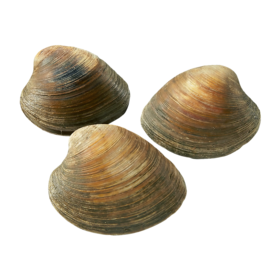 null Cherrystone Clams, Live $13.21/1kg $5.99/1lb