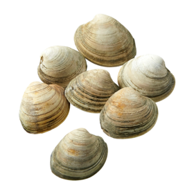 null Littleneck Clams, Live $24.23/1kg $10.99/1lb