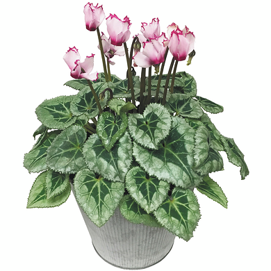 null Cyclamen 6 Inches 1 ea, $12.00/1ea