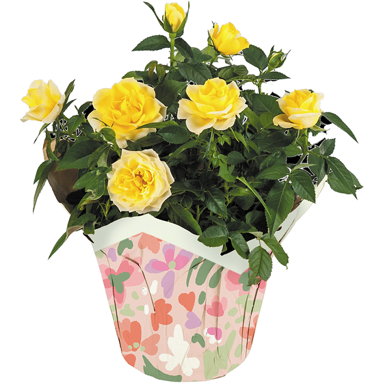 Westbrook Floral Mini rose dans un cache-pot, 6 pouces 1 ea, 14,00 $/1ch