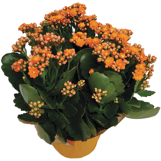 Westbrook Floral Kalanchoe, 6 Po 1 ea, 14,00 $/1ch