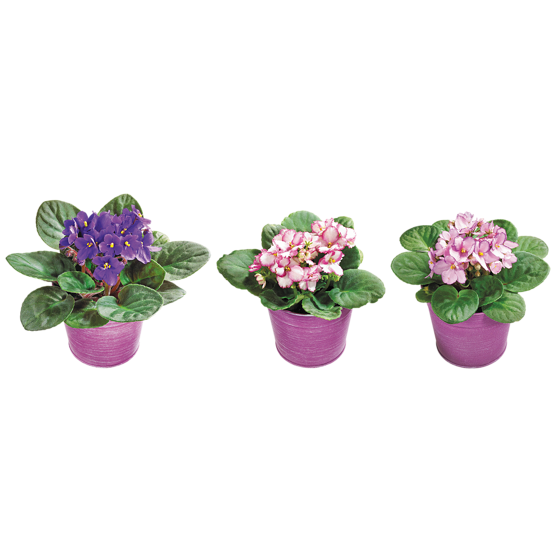 null Violette africaine dans un pot en plastique 1 ea, 6,00 $/1ch