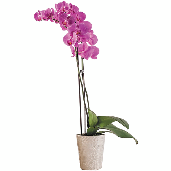 null Plant d’orchidées en pot de 5 po, couleurs variées 1 ea, 28,00 $/1ch
