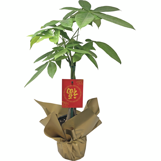 null Arbre à monnaie 4,5 pouces 1 ea, 15,88 $/1ch