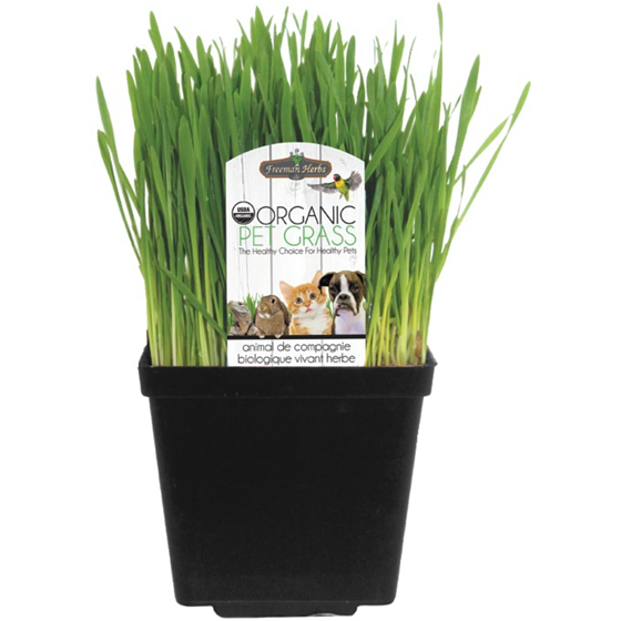 null Herbe à chat biologique 1 ea, 7,00 $/1ch