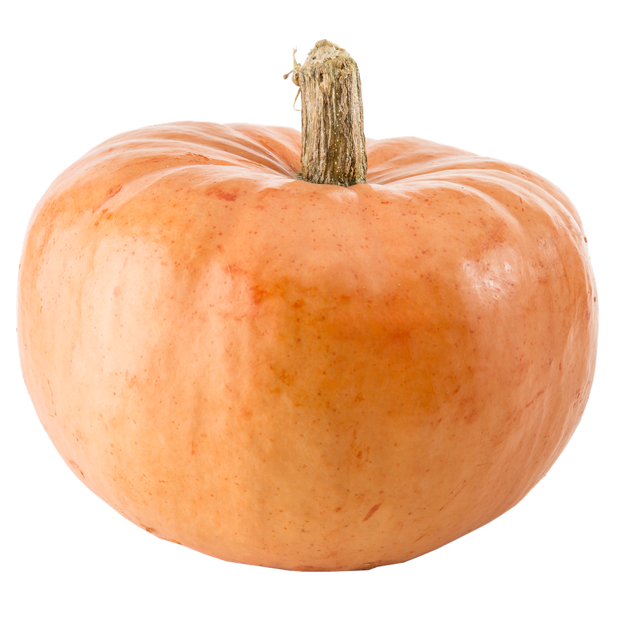 pumpkin★ HYBRID PUMPKIN, FLAME