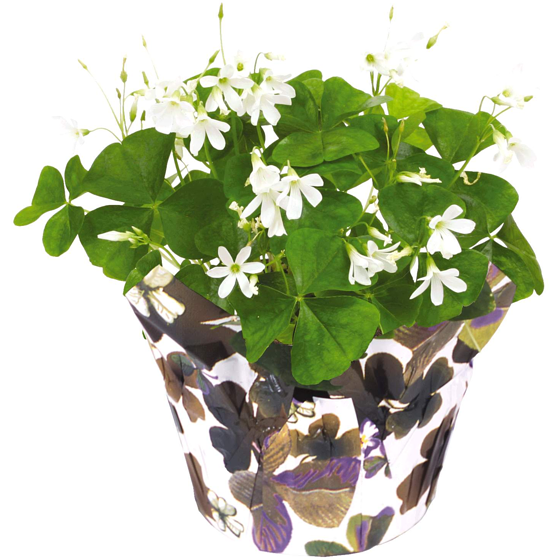 null Trèfle 1 ea, 6,00 $/1ch