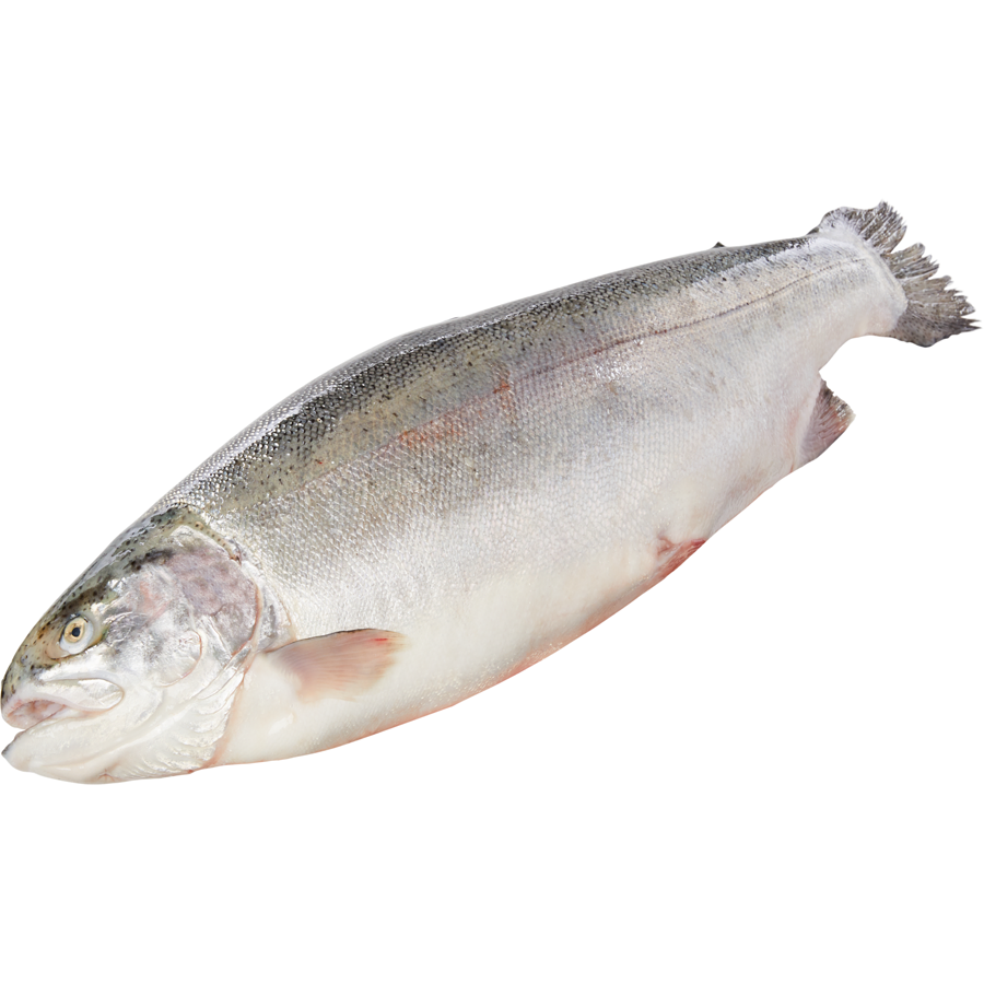 Steelhead Trout NOAA Fisheries atelieryuwa.ciao.jp