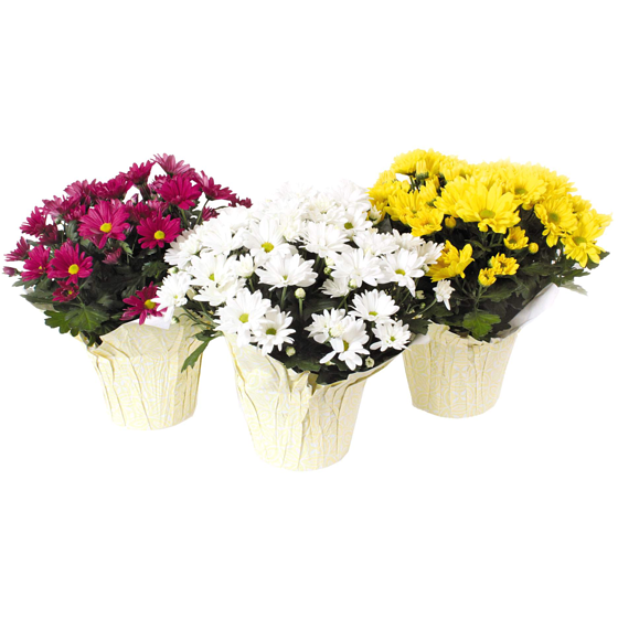 null Chrysanthème, 6 pouces 1 ea, 12,00 $/1ch