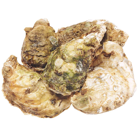 null Malpeque Oysters, Jumbo 40 g, $12.50/100g