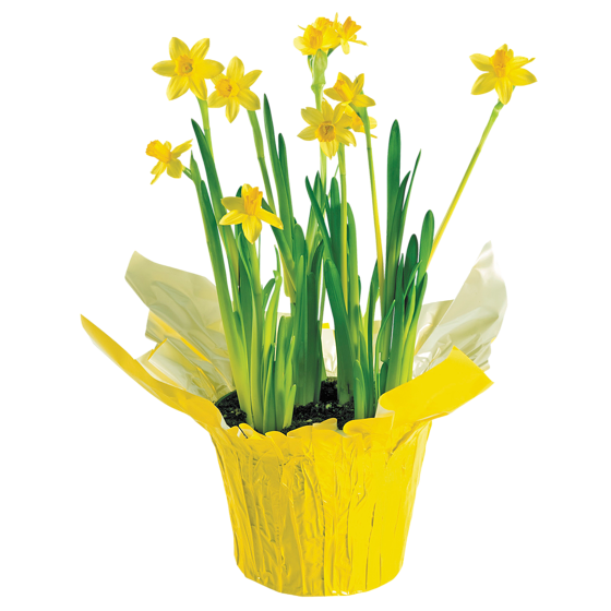 null Jonquilles 6 po 1 ea, 10,00 $/1ch