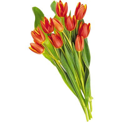 null Tulips, 10 stem  360 g, $3.33/100g