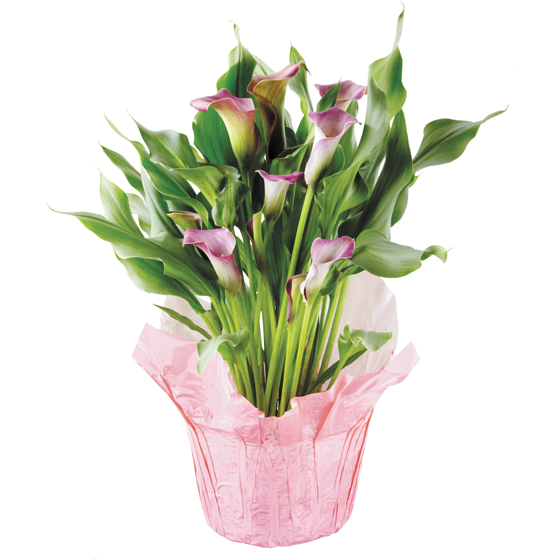 null Lis Calla, 6 pouces 1 ea, 23,00 $/1ch