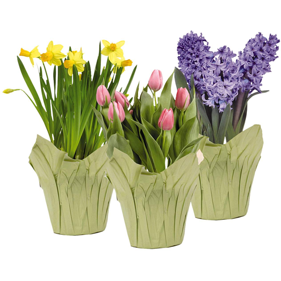 null Bulbes assortis en pot, 4 po 1 ea, 9,00 $/1ch