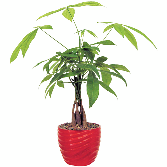 null Pachira aquatica 5 po 1 ea, 18,00 $/1ch