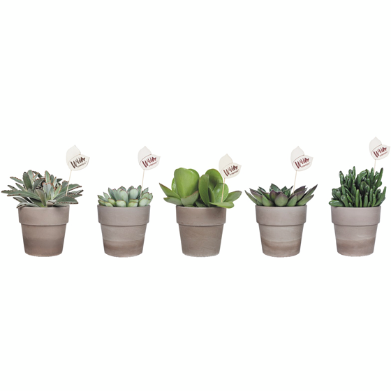 null Feuillage sauvage d’intérieur dans un pot en argile 1 ea, 15,00 $/1ch