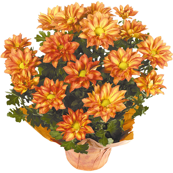 null Plante Chrysanthemum 6 Po 1 ea, 10,00 $/1ch