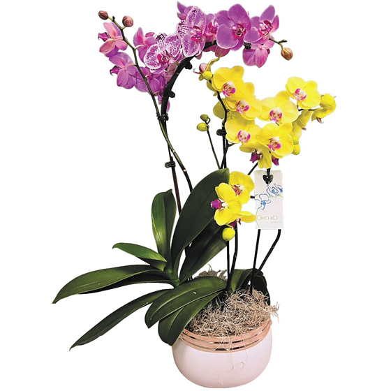 null Jardinière cascade orchidée, duo 1 ea, 75,00 $/1ch