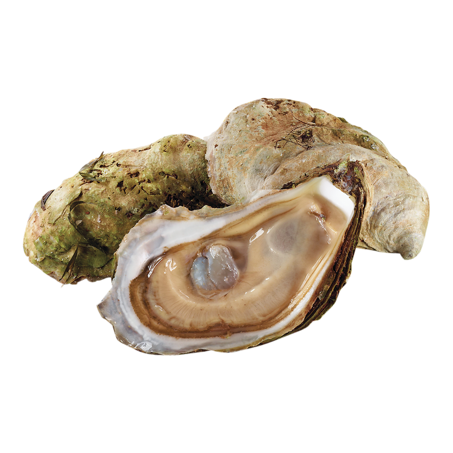 Are Oysters Good For Dogs