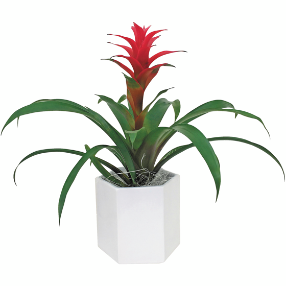 null Bromélia Dans Un Pot 4 Po 1 ea, 20,00 $/1ch