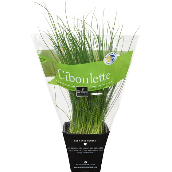 null Ciboulette fraîche en pot, 4 po 1 ea, 6,00 $/1ch