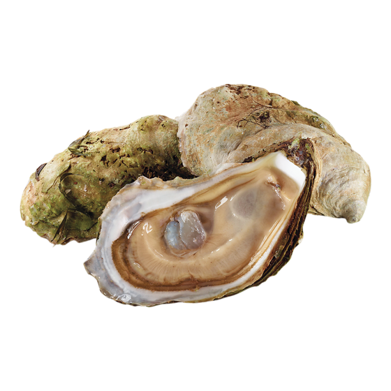 null Shiny Sea Oyster 1 ea, $1.99/1ea