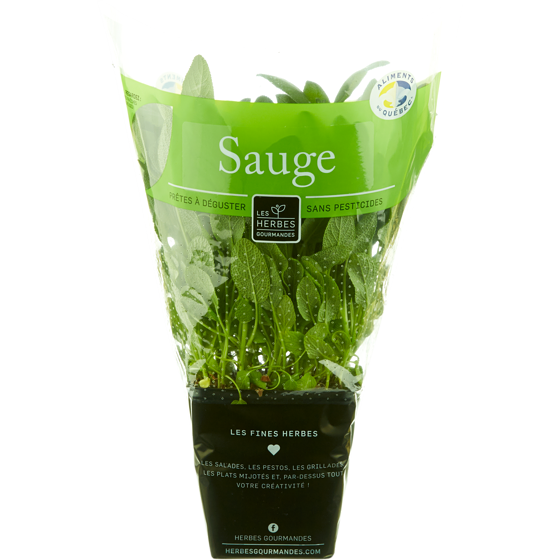 null Sauge fraîche en pot, 4 po 1 ea, 6,00 $/1ch