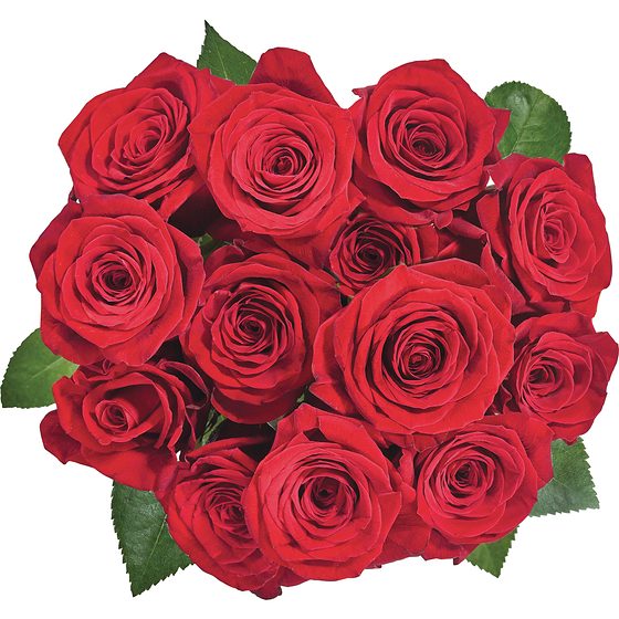 le Choix du Président Rose Équatorienne Rouge, 12 Tiges 1 ea, 35,00 $/1ch