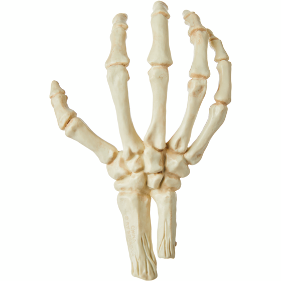 null Skeleton Hand 12x1.0 ea, $0.42/1ea