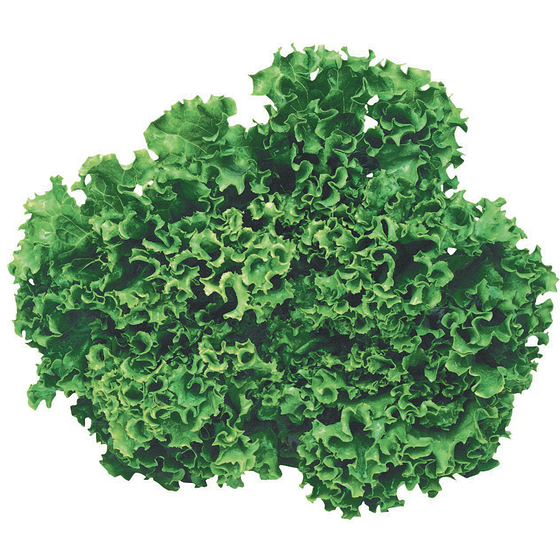 le Choix du Président Laitue vivante verte 350 g, 4,50 $/1ch