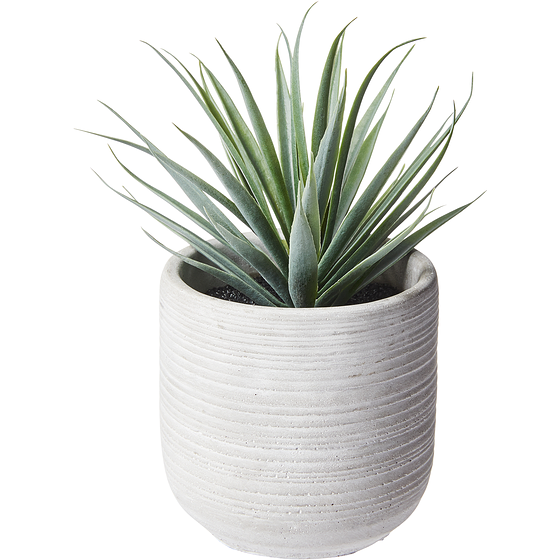 Life at Home Lh Succulente En Pot 1 ea, 7,00 $/1ch