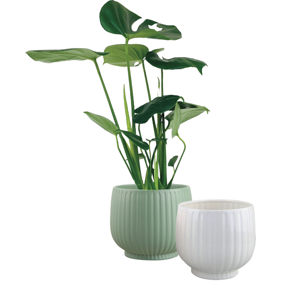 null Plantes tropicales en pots de 6 pouces 1 ea, 30,00 $/1ch