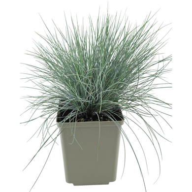 President's Choice Perennials 15Cm 1 ea, $15.00/1ea