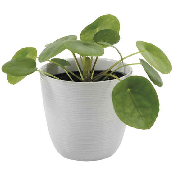 null Pilea, 4 pouces 1 ea, 11,00 $/1ch