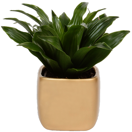 null 3-inch Tropical Plant 1 ea, $5.88/1ea