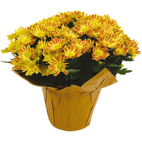 null Chrysanthemum 6-inch 1 ea, $8.00/1ea