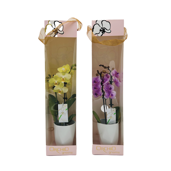 null Orchid in Gift Box 4-inch 1 ea, $24.00/1ea