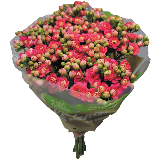 null Kalanchoé, 5 tiges 1 ea, 20,00 $/1ch