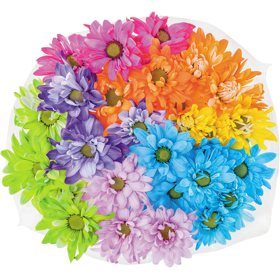 le Choix du Président Marguerites colorées 1 ea, 12,00 $/1ch