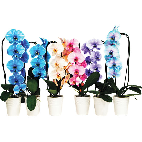 null Orchidée infusée de pierres précieuses 5 pouces 1 ea, 38,00 $/1ch