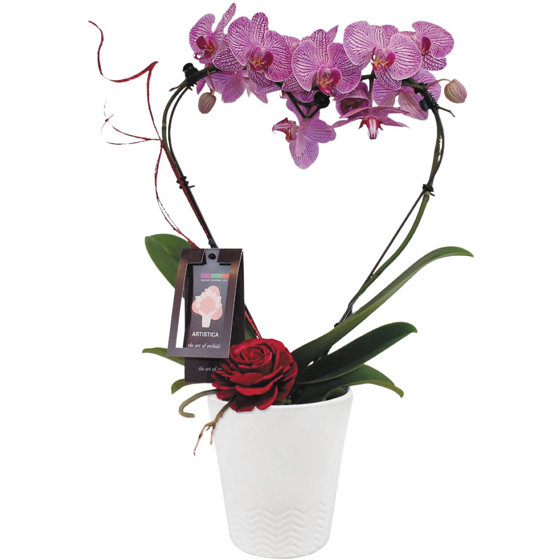 null Coeur d'orchidée, 5 pouces 1 ea, 45,00 $/1ch
